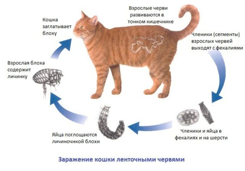 Можно ли заразиться глистами от кошки, как они передаются человеку?