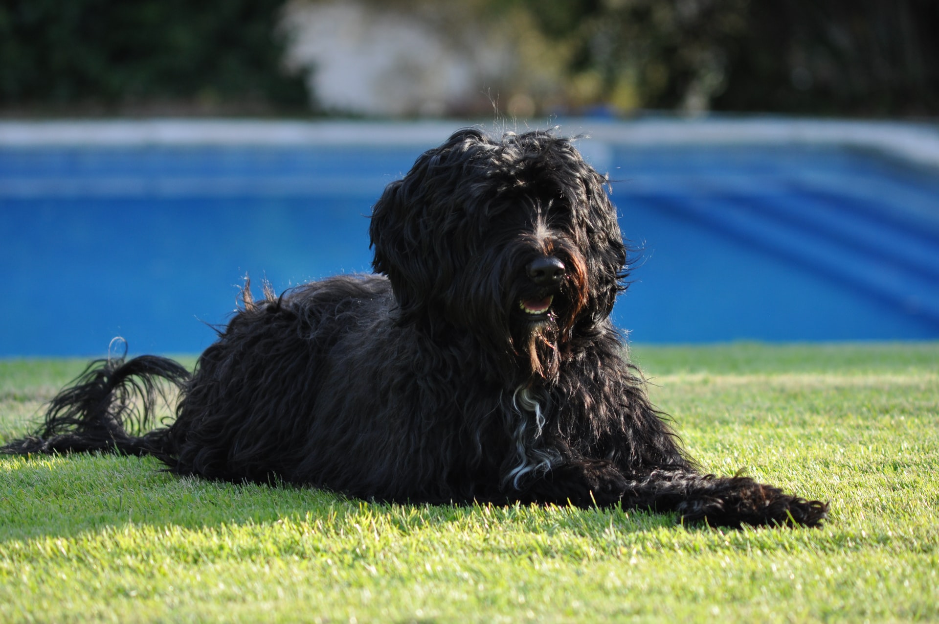 Португальская водяная собака: стандарты и особенности ухода