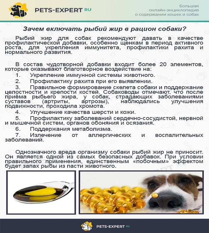 Рыбий жир для собак: дозировка, как и сколько давать щенку в день, норма в капсулах и инструкция по применению