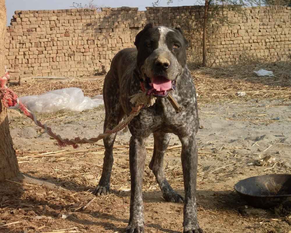 Пакистанский мастиф (булли кутта): как выглядит собака на фото, история происхождения и описание характера питомца