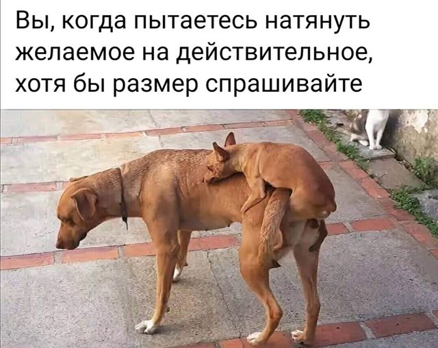 Что такое вязка (случка) у собак, когда она проводится в первый раз, на какой день течки и как организовать. что такое вязка (случка) у собак, когда она проводится в первый раз, на какой день течки и как организовать дать объявление на вязку собак