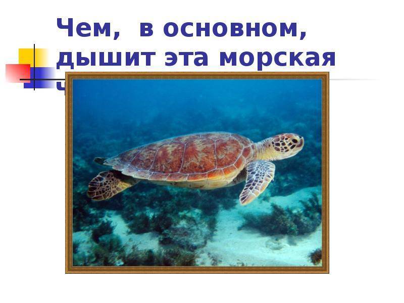 Пресмыкающиеся | virtual laboratory wiki | fandom