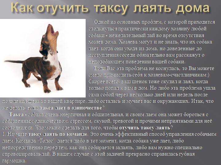 Как отучить собаку гадить и писать дома