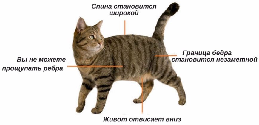 Ожирение у кошек: причины, профилактика