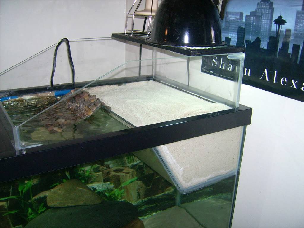 Красноухая черепаха: как ухаживать в домашних условиях, кормление, аквариум