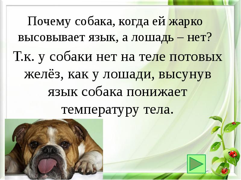 Собака тяжело дышит высунув. Почему собаки высовывают язык. Почему в жару собака высовывает язык. Почему собаки высовывают язык в жаркую погоду. Почему собаки высовывают язык и дышат.