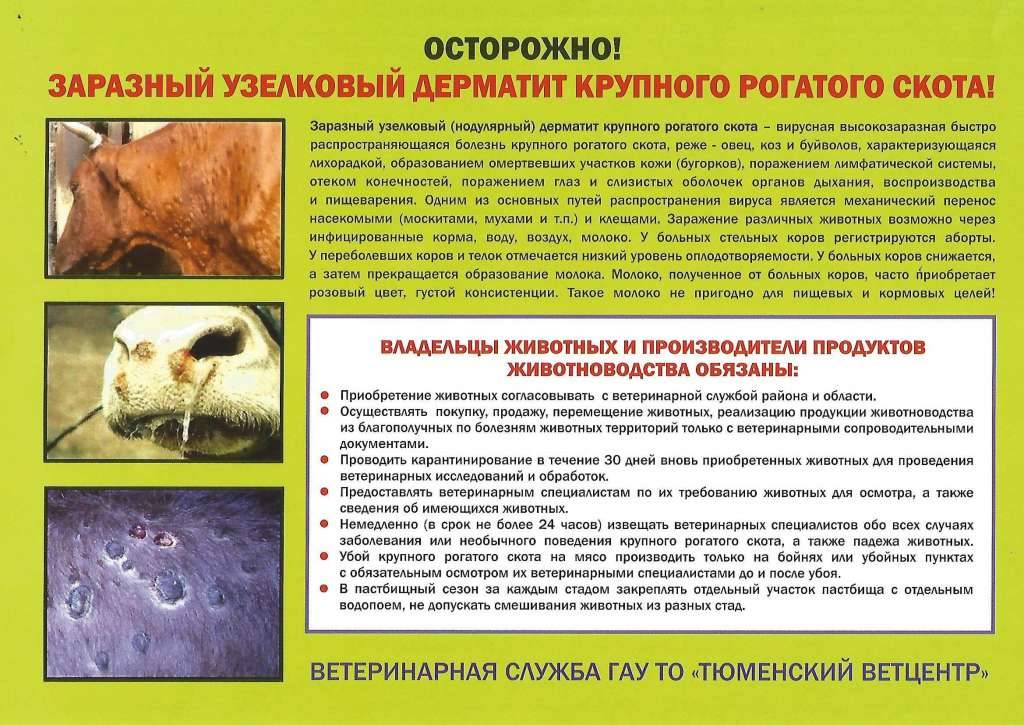 Болезни морских свинок — с какими болезнями сталкиваются животные, симптоматика, лечение   