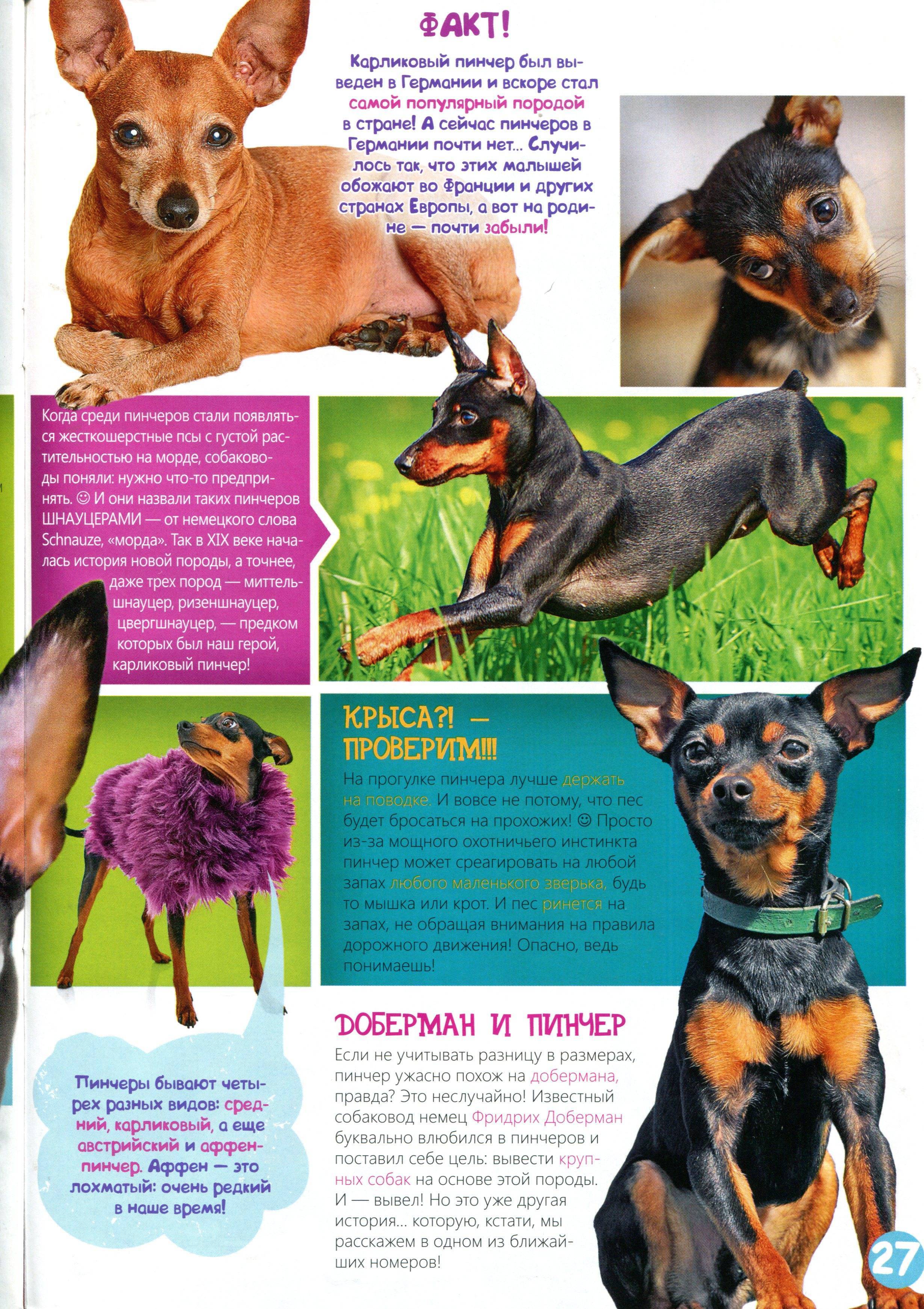 Мини-доберман: название породы, фото и описание - animallist.ru