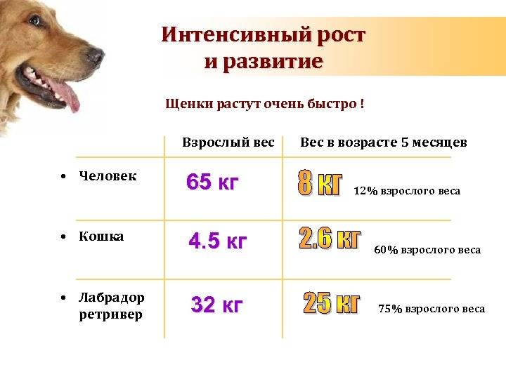 Значение алиментного щенка: юридические права и обязанности сторон в вязке