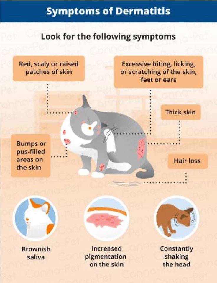 Аллергия на корм у кошек: разновидности, причины, лечение
