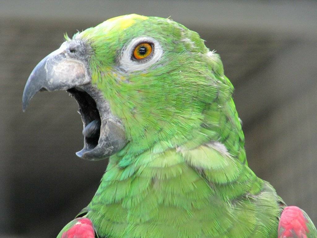 ᐉ попугай постоянно кричит: причины громкого крика - zoogradspb.ru