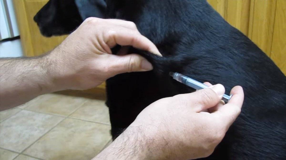 Питомниковый кашель у собак: симптомы и лечение в домашних условиях
