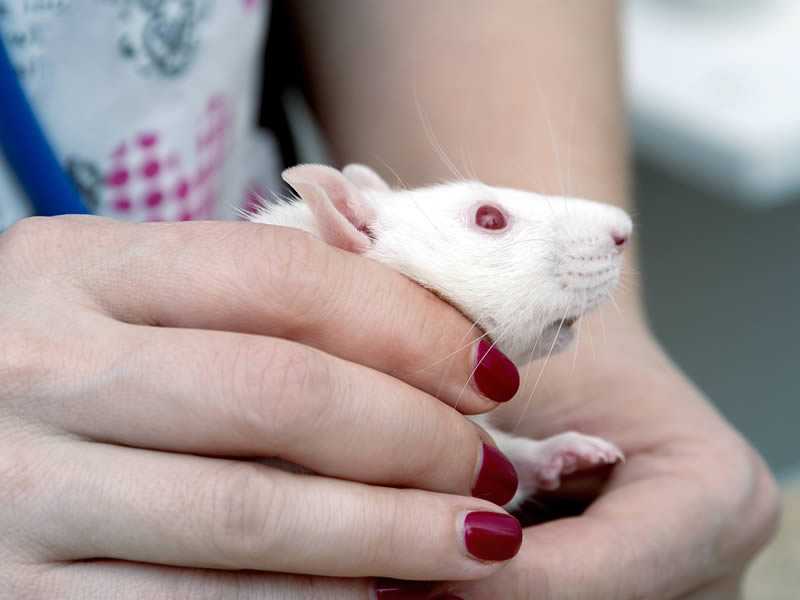Болезни декоративных крыс: симптомы заболеваний и лечение