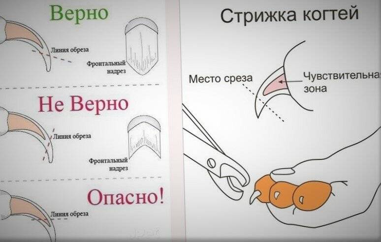 [новое исследование] как подстричь когти крысе самостоятельно в домашних условиях: пошаговая инструкция