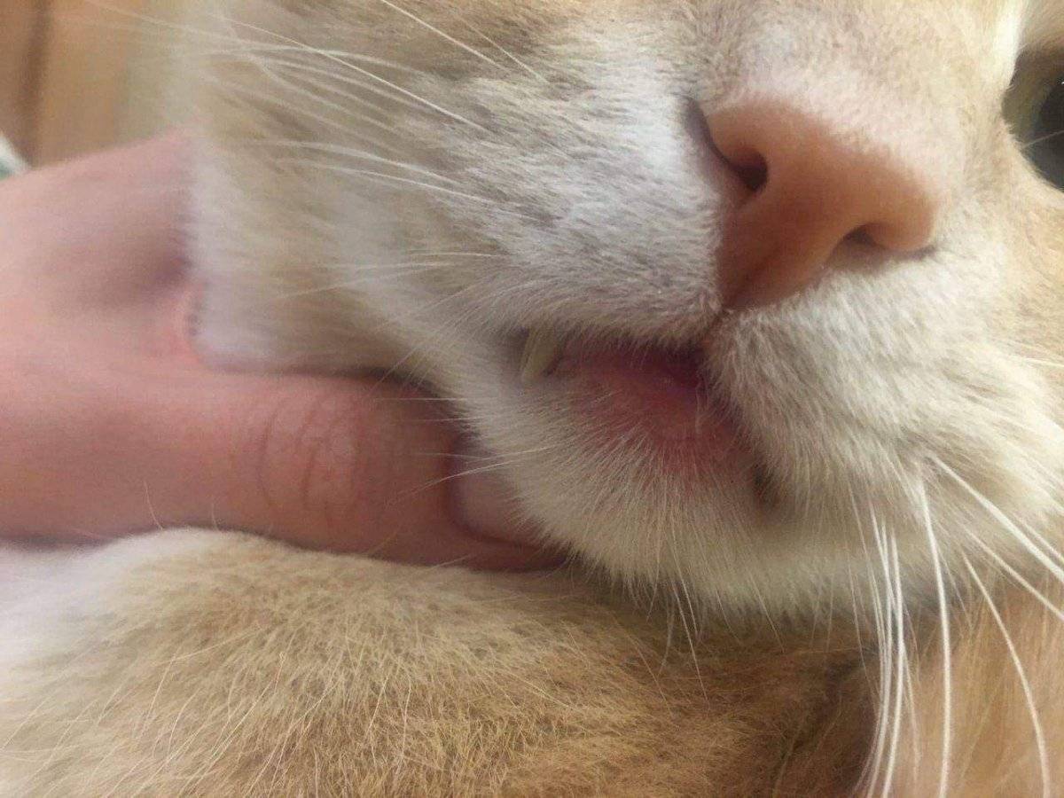 Эозинофильная гранулема у кошек: причины, симптомы и методы лечения, заразна ли для человека — правила содержания и разведения кошек с ветеринаром евгением кулешовым