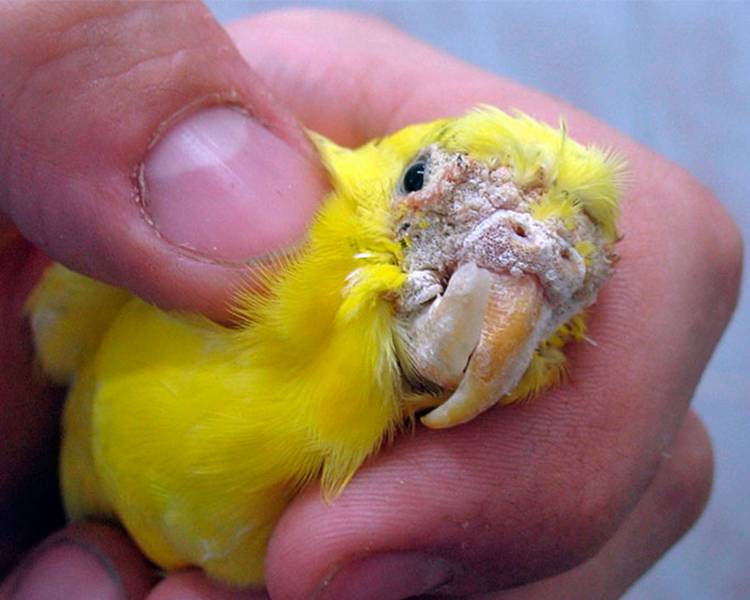 Клещ у попугая: виды, симптомы и методы лечения