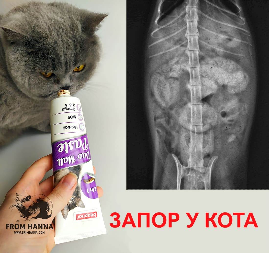 Лекарство от запора у котов