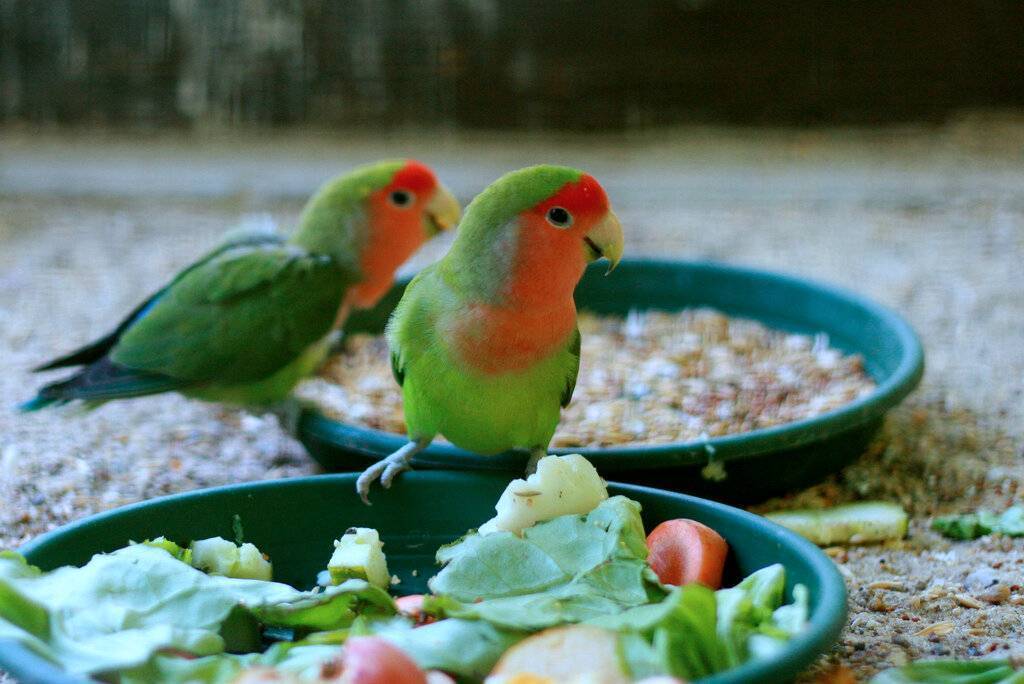 Чем лучше кормить попугаев неразлучников в домашних условиях: сбалансированный рацион питания