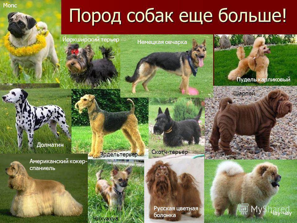 Самые умные породы собак | живность.ру