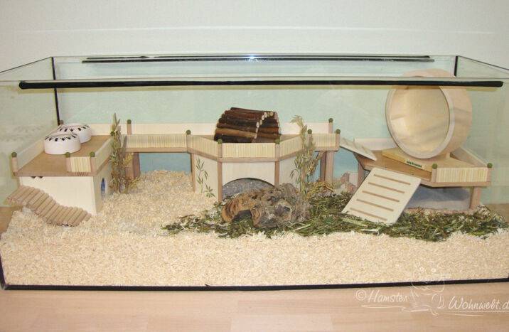 Морская свинка