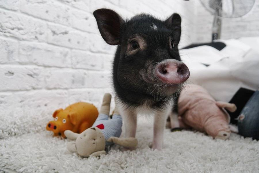 Уход за мини пигами: как содержать свинку в квартире