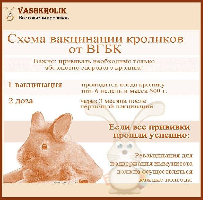 Что такое миксоматоз у кроликов? симптомы и меры профилактики