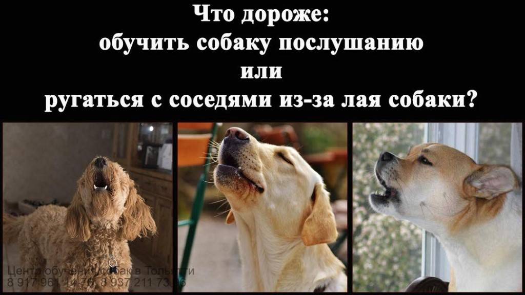 Что делать, если у соседей лает собака: инструкция