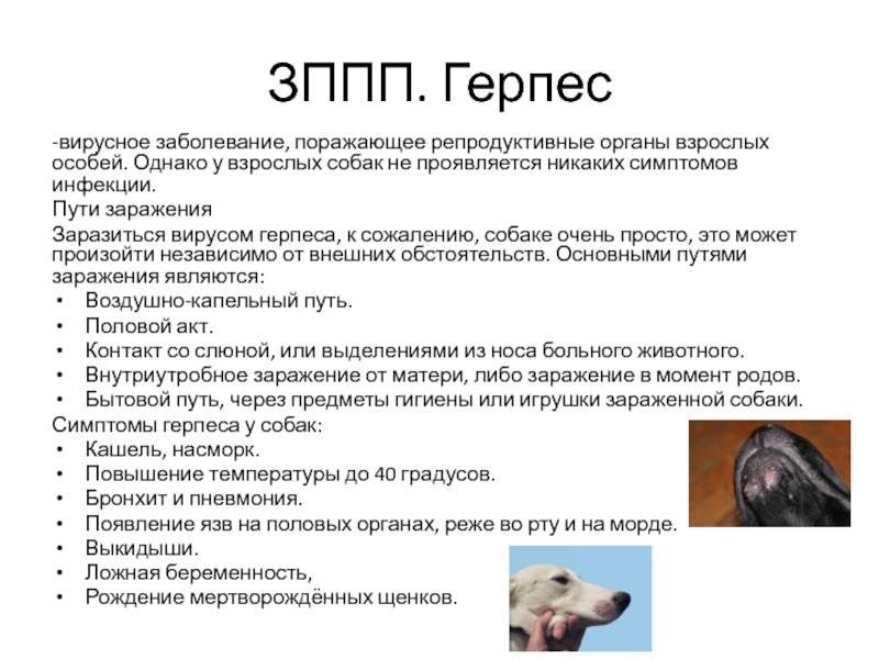 Герпес у кошек: симптомы и лечение