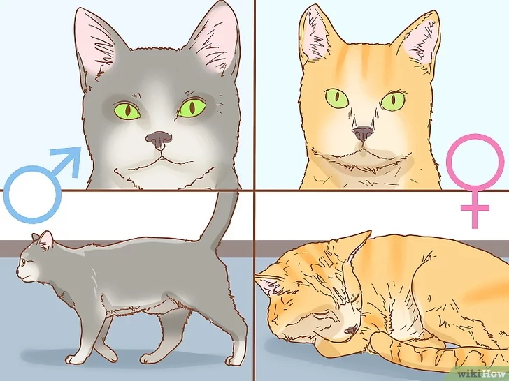 Как определить кот или кошка у новорожденных котят: фото