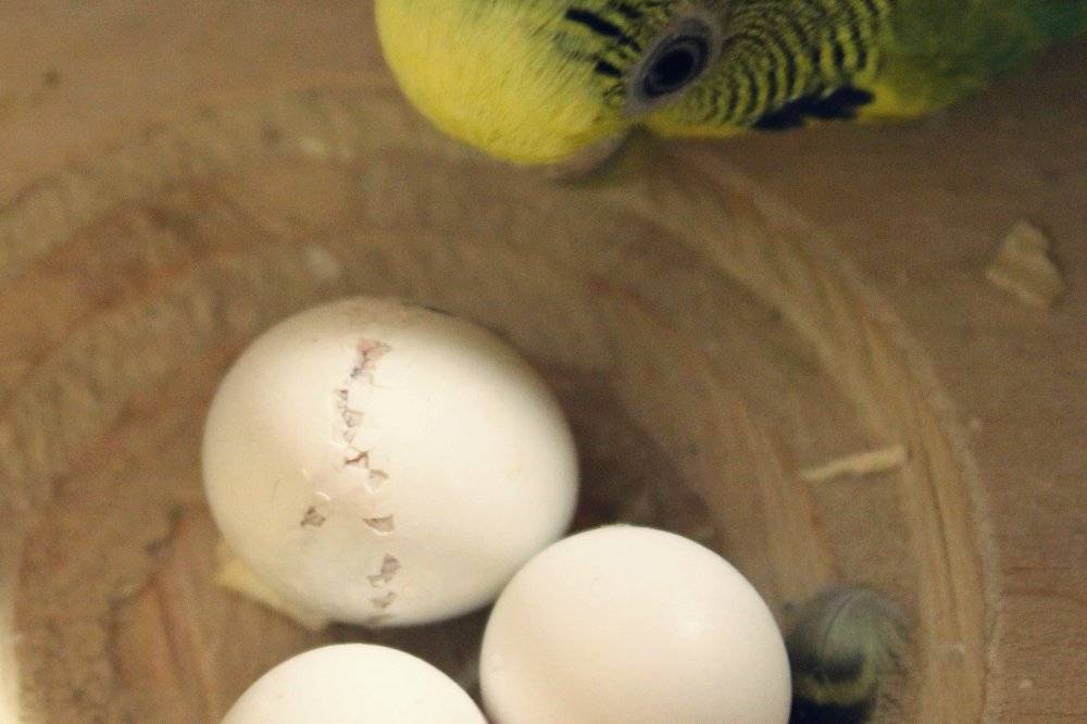 Хроническая яйцекладка волнистых попугаев, корелл, неразлучников. что делать?