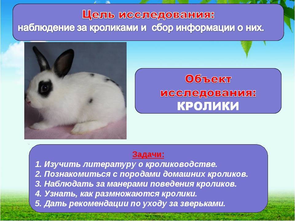 Кролик бабочка: описание породы и характеристика