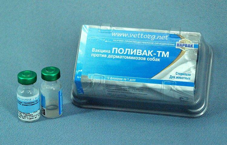 Поливак-тм: вакцина, защищающая котов от лишая