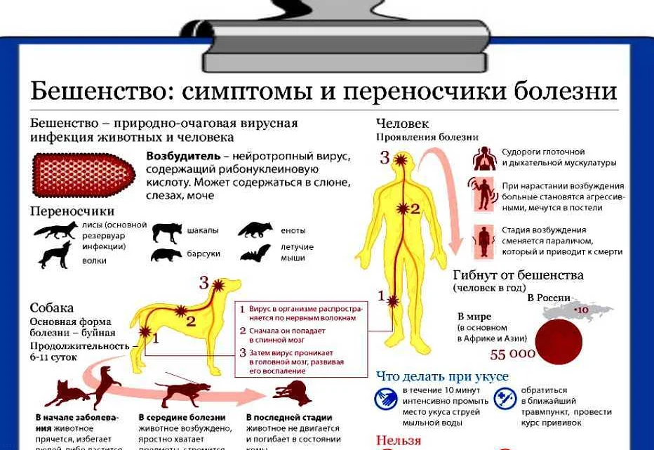 Вирус бешенства клиническая картина