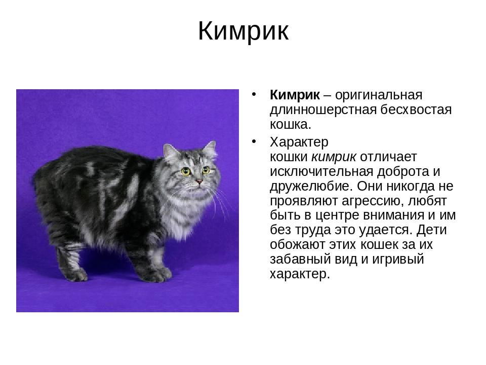 Сибирская кошка - описание породы, внешний вид и характер, содержание и уход  - mimer.ru