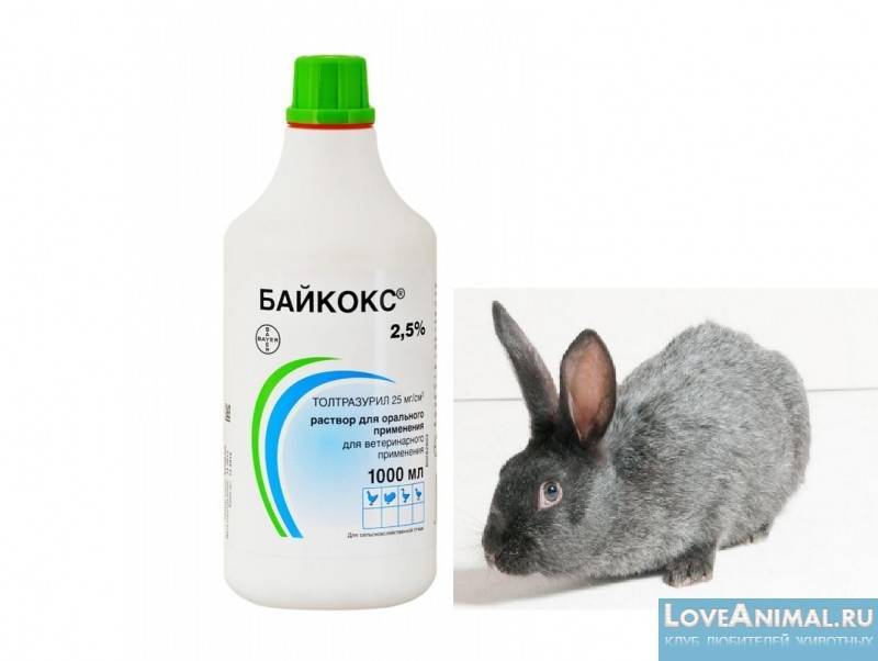 Йод для кроликов: как поить, инструкция по применению для лечения и профилактики, дозировка и пропорции