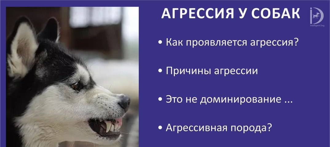 Самые злые собаки в мире: топ 23 бойцовских пород и их воспитание