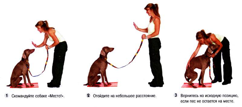 Дрессировка бигля: как правильно воспитать собаку, основные команды и правила