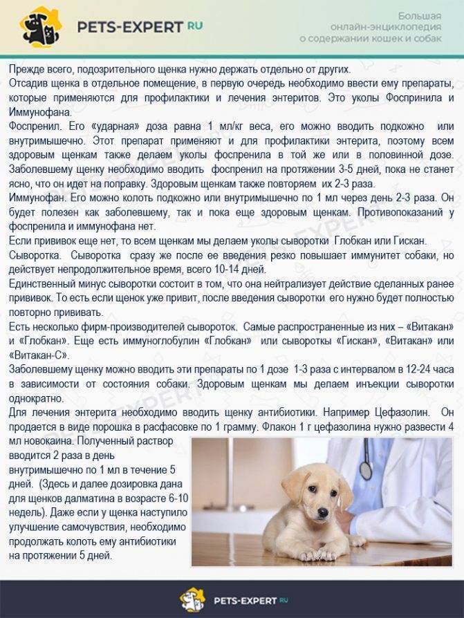 Почему щенок икает: по утрам, после еды, что делать и как устранить икоту