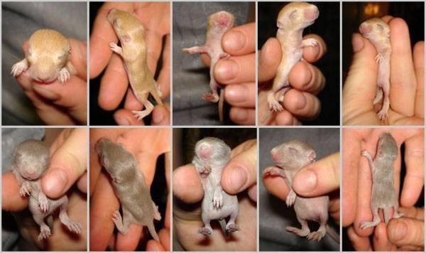Развитие мышей. Пол новорожденных крысят.