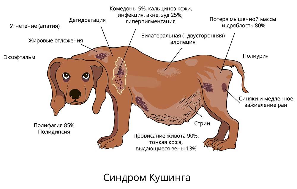 Гистиоцитома у собак: причины и лечение