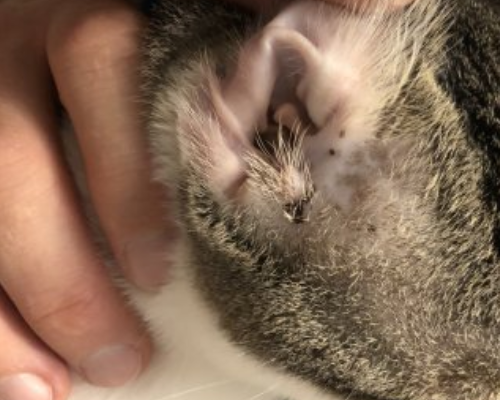 Коричневый налет в ушах у кошки – загрязнение или симптом заболевания | ваши питомцы