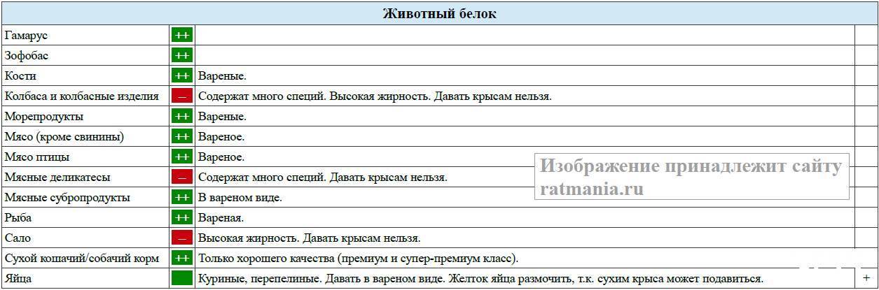 Что можно и что нельзя давать крысам — подробная таблица продуктов