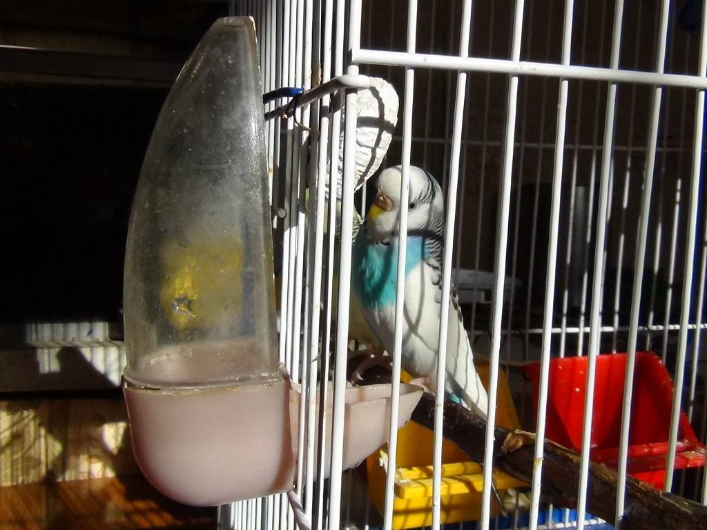 Поилка для волнистого попугая в клетку: какая лучше и как установить