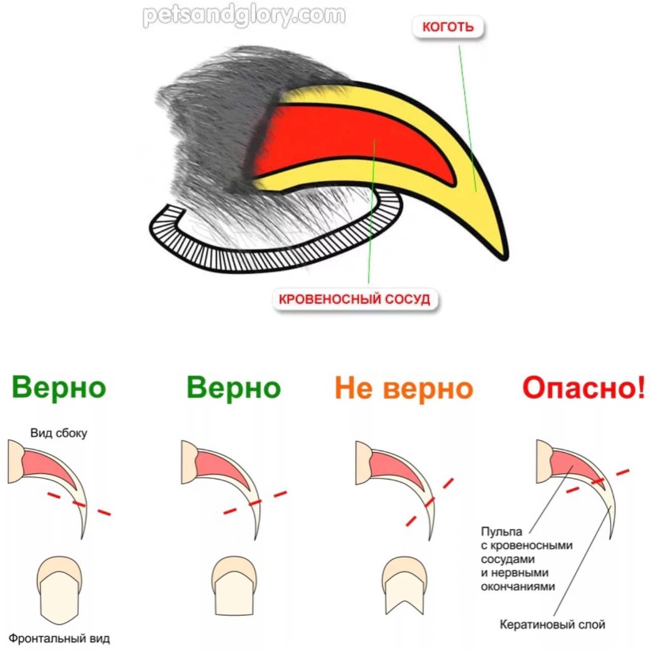 Строение когтя собаки фото