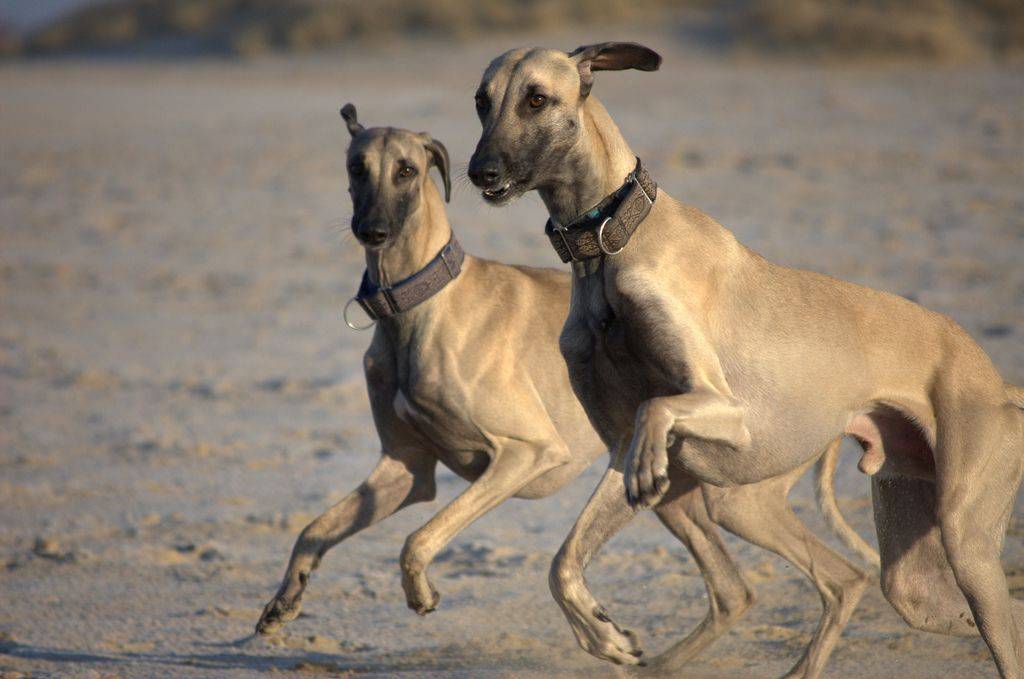 Арабская борзая слюги (слугги): фото собак, характер слюги, описание породы арабская борзая
