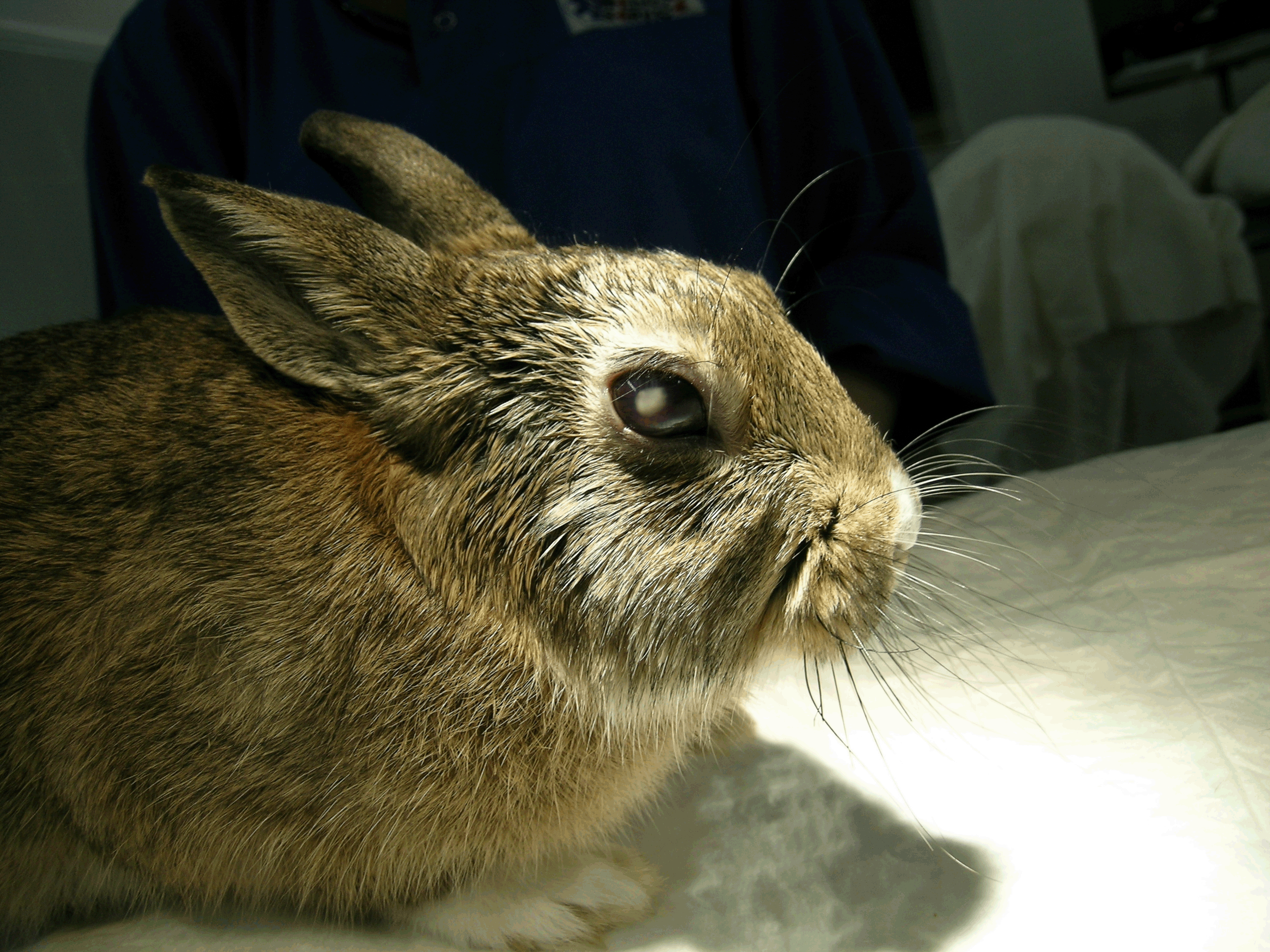 Заболела кролика