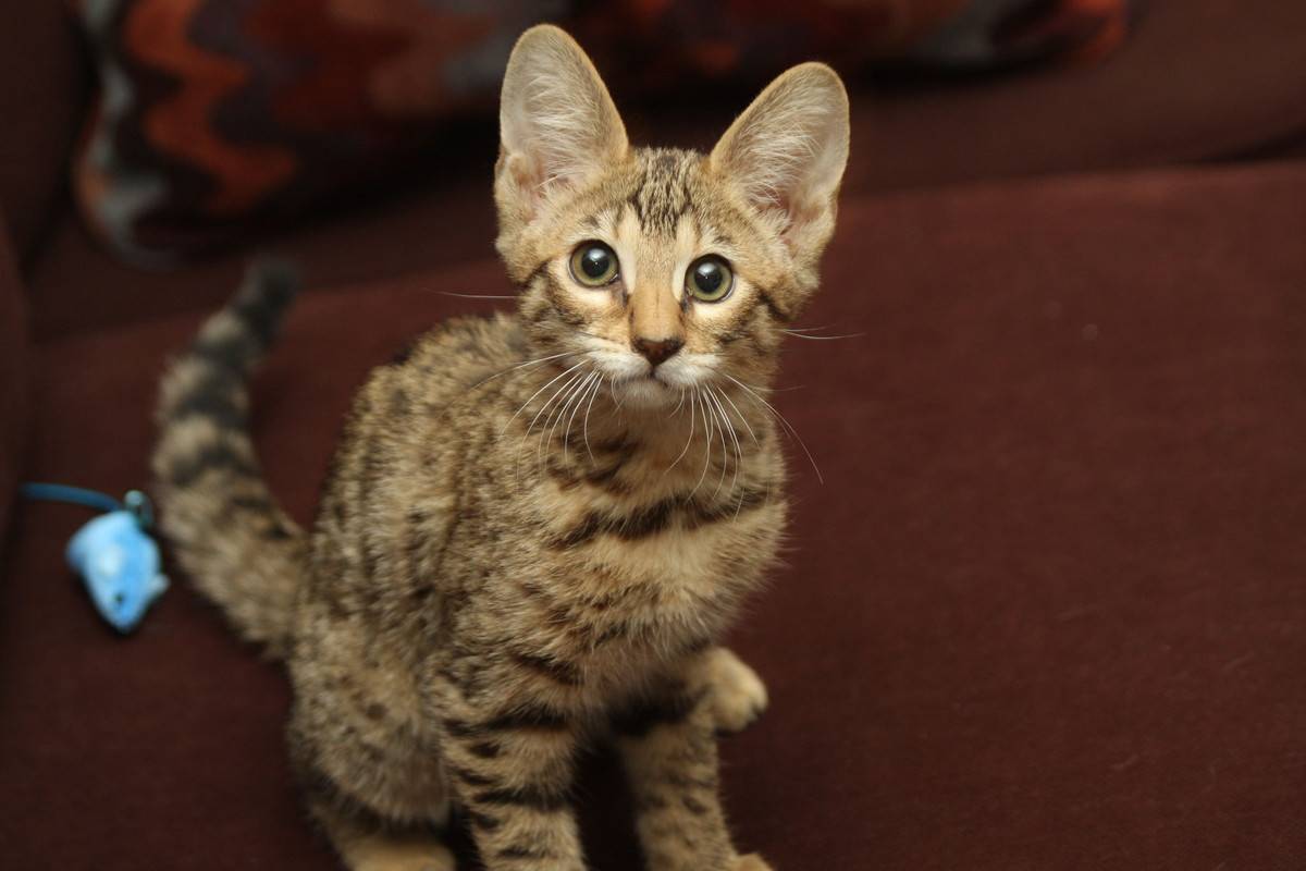 Порода кошек с большими ушами и вытянутой мордой: как называется?