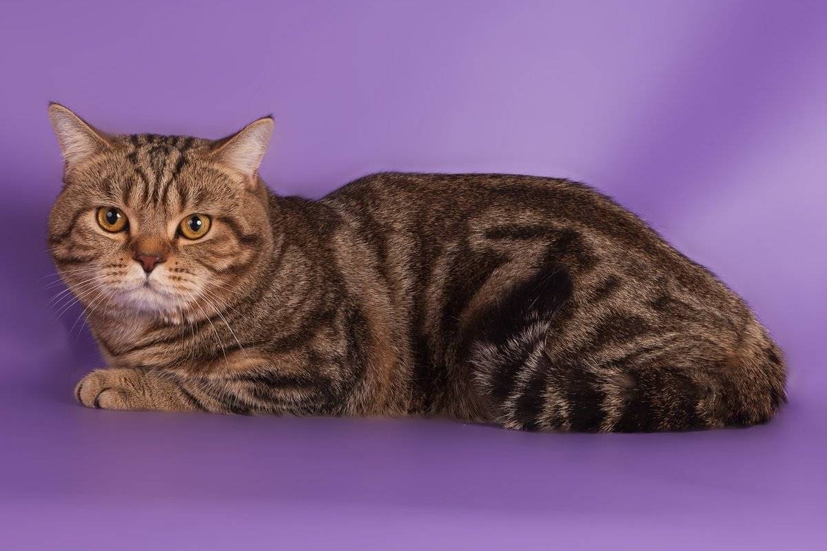 Скоттиш страйт (шотландская прямоухая): описание породы, фото кошки, окрасы, характер, отзывы владельцев, вес по месяцам, сколько лет живут?