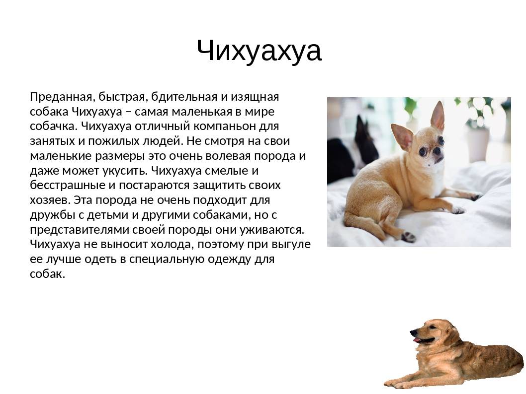 Чихуахуа – декоративная порода собак | dogkind.ru