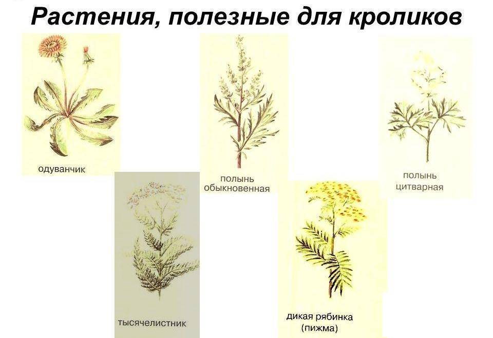 Чем нельзя кормить кроликов, список запрещенных продуктов